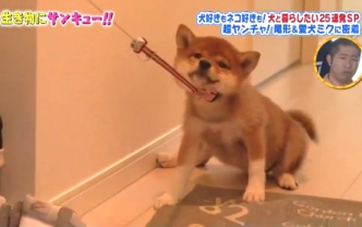 彻底挖掘队 感谢生物 小狗的美好生活2hsp 哔哩哔哩