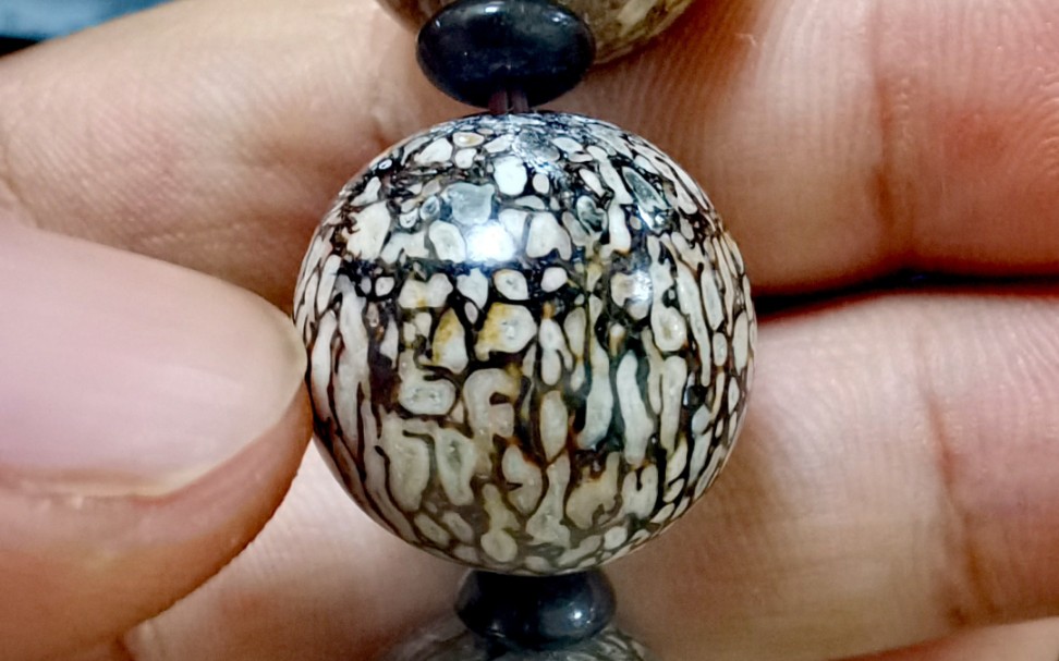 古生物化石手串文玩～马岛恐龙化石手串开箱