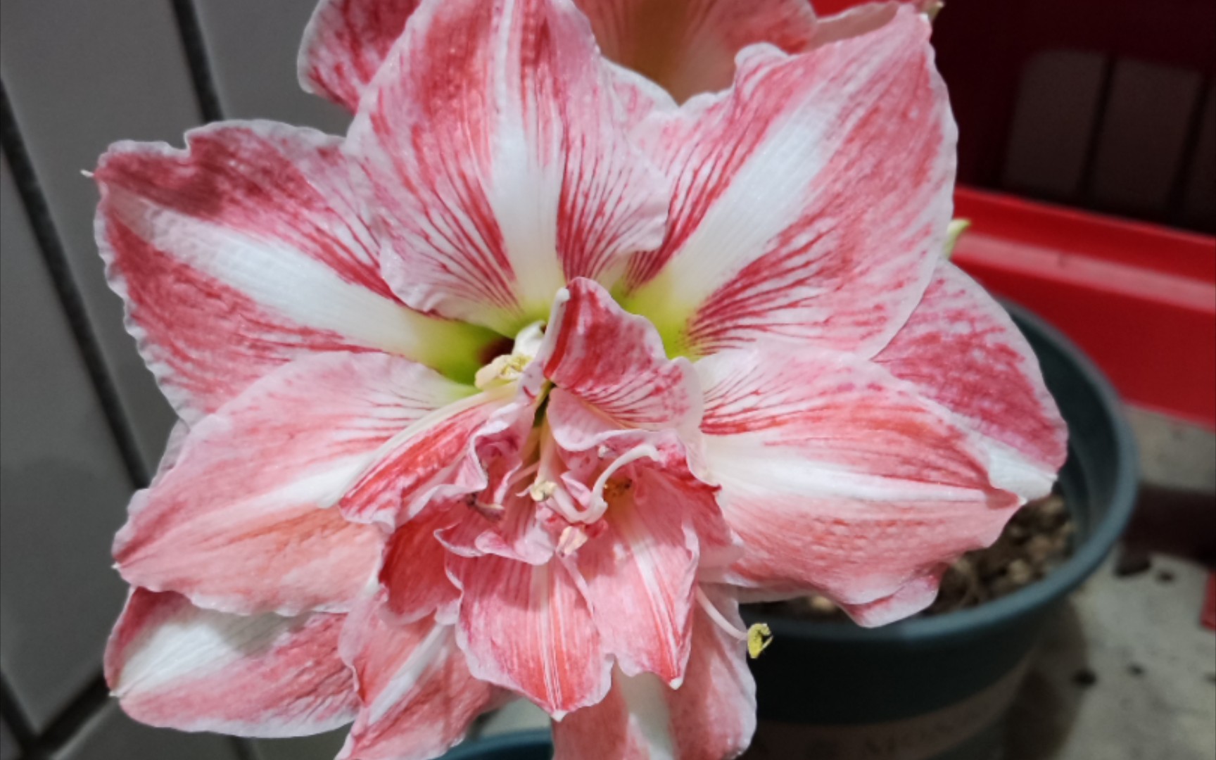 荷兰进口朱顶红阳光少女初花