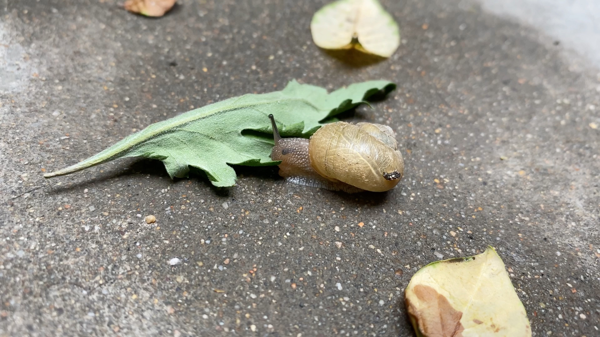 活动作品给大家表演个蜗牛吃草慎入