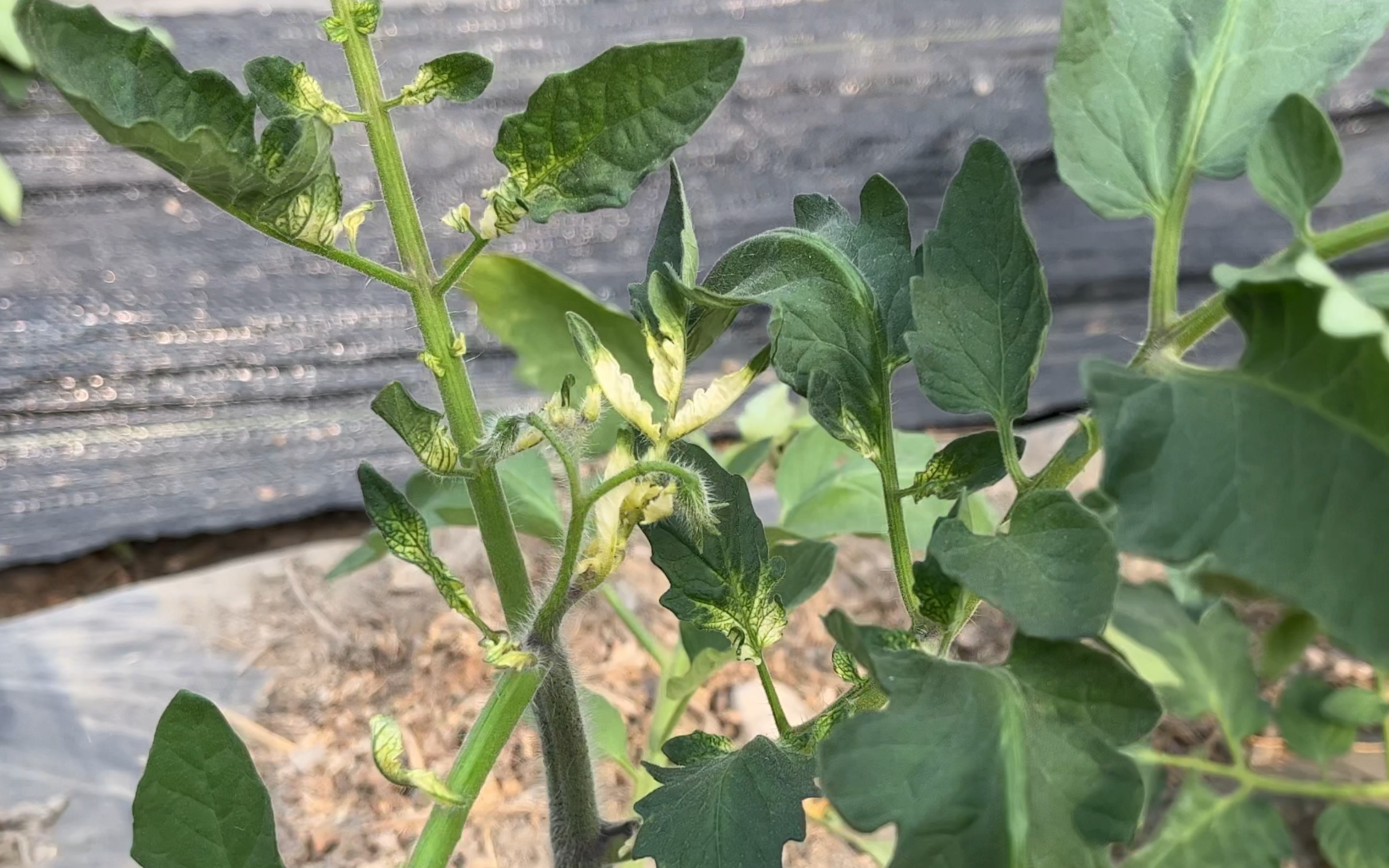 芸苔素 锌肥治疗番茄小叶病的效果