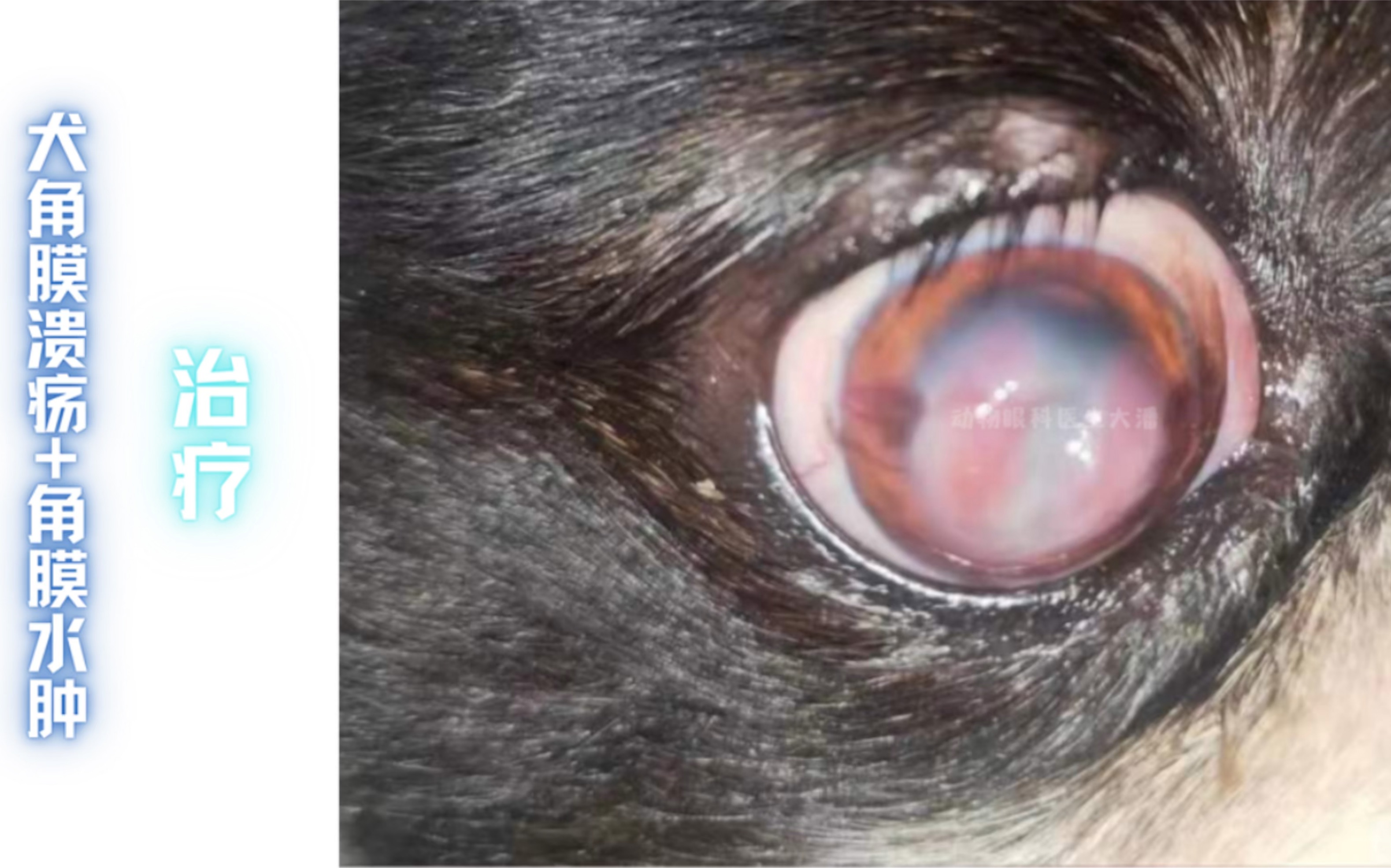 河北病例犬角膜溃疡角膜水肿的治疗