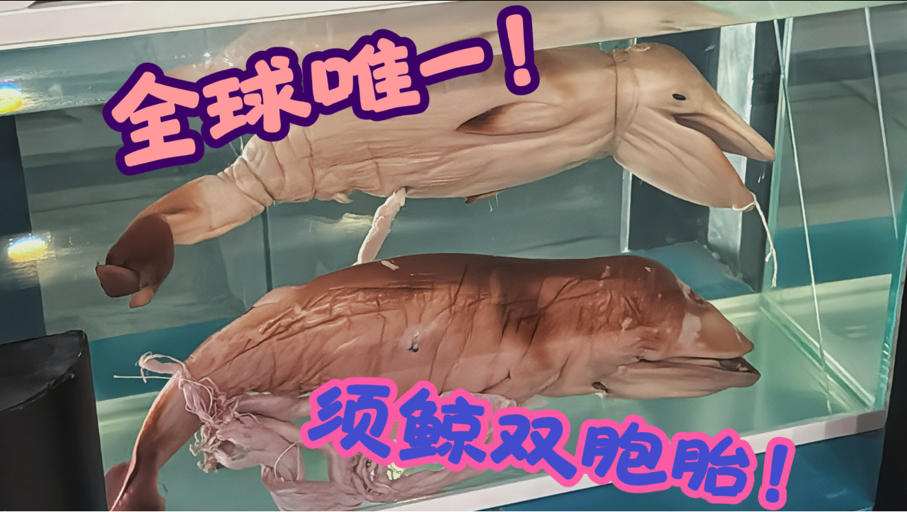 如果说这是我觉得最“顶”的自然博物馆