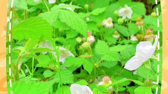 [图]野地小白花