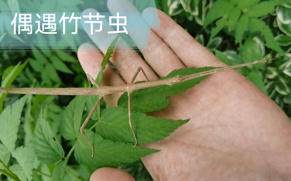 [图]竹节虫给人的感觉就是象树枝一样不动弹，你很难发现它，真是这样吗？