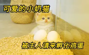 Download Video: 两月大的小奶猫，被主人请来孵小鸡，看得我心都被萌化了