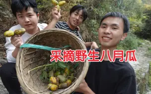 Скачать видео: 和小伙伴进山采摘野生8月瓜，收货满满，你吃过吗?