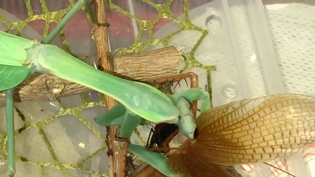 透翅大广额螳捕食状态不太好的越北烟蟋螽