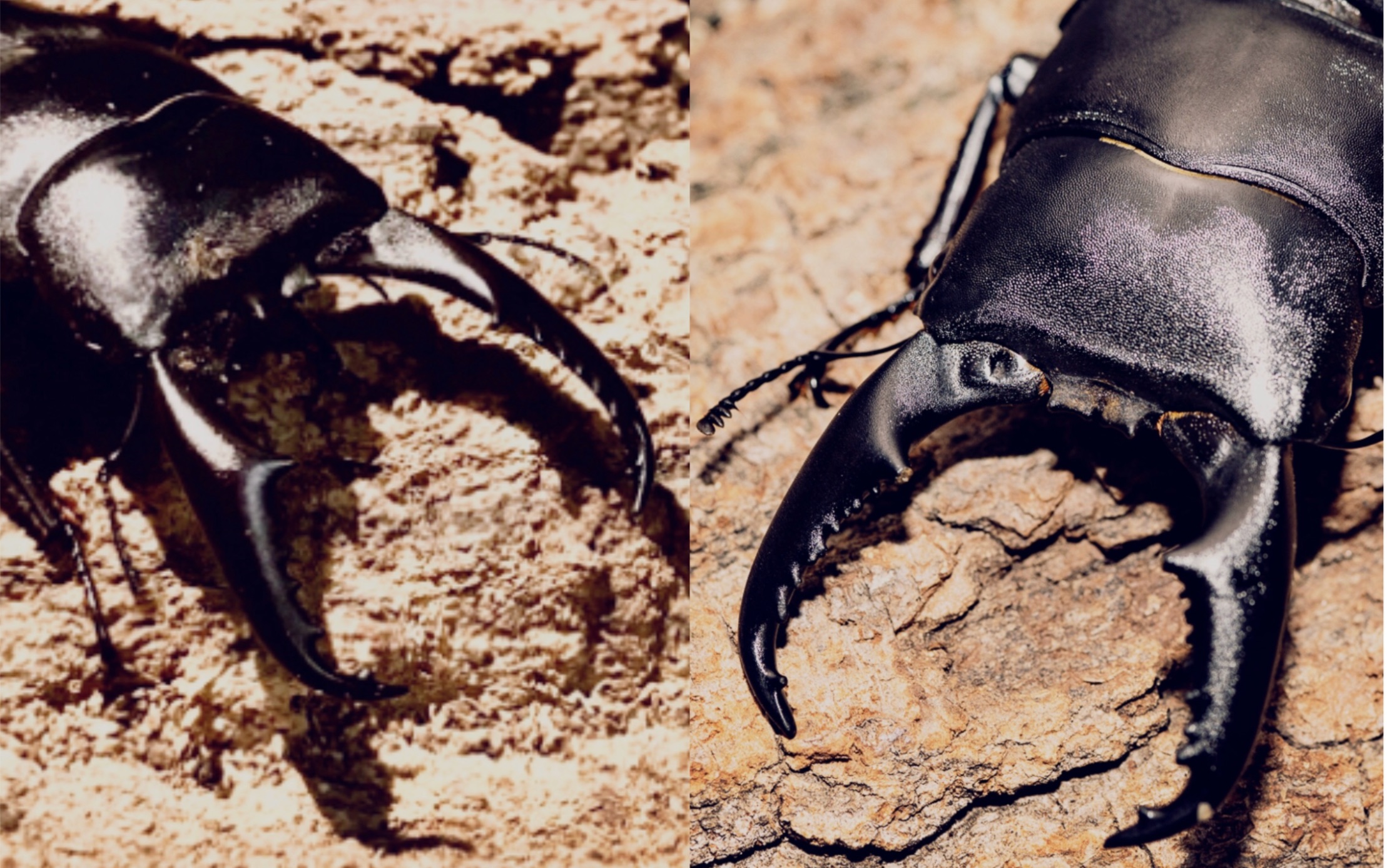 西南扁锹vs越南扁锹