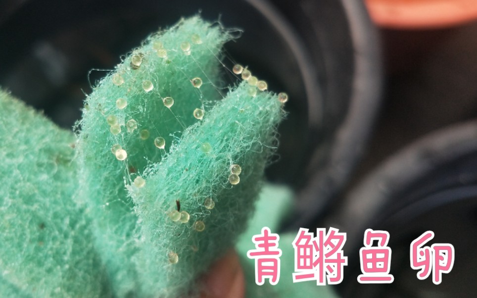 活动作品观背青鳉日常收卵