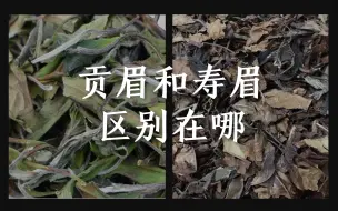 Video herunterladen: 贡眉VS寿眉，区别到底在哪？1分钟讲清楚，买茶不迷路！