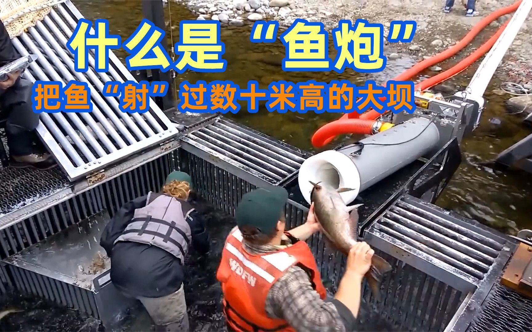 不可思议的"鱼炮",把鱼射过数十米高的大坝,帮助鱼类洄游