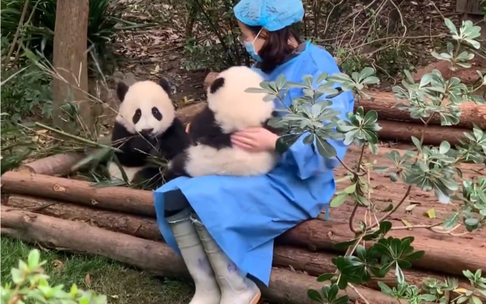 [图]羡慕能和花花贴贴的奶爸奶妈（合集）