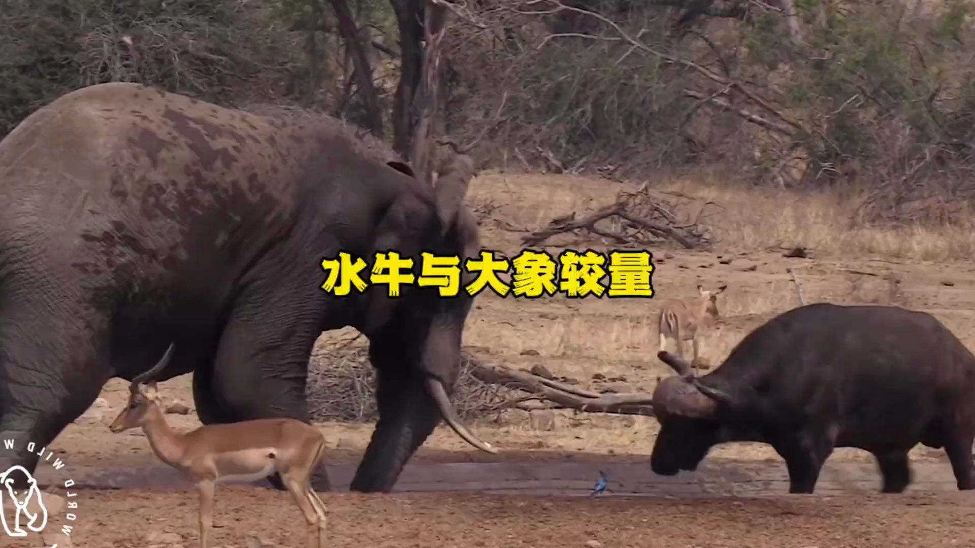 草原吨位霸主大象,无端挑衅水牛遭到强势反击