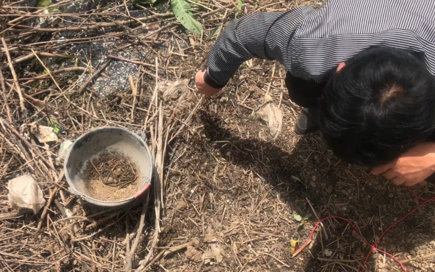 小伙跟着师傅去抓蚯蚓,选对位置最重要,原来蚯蚓喜欢生活在这里_哔哩