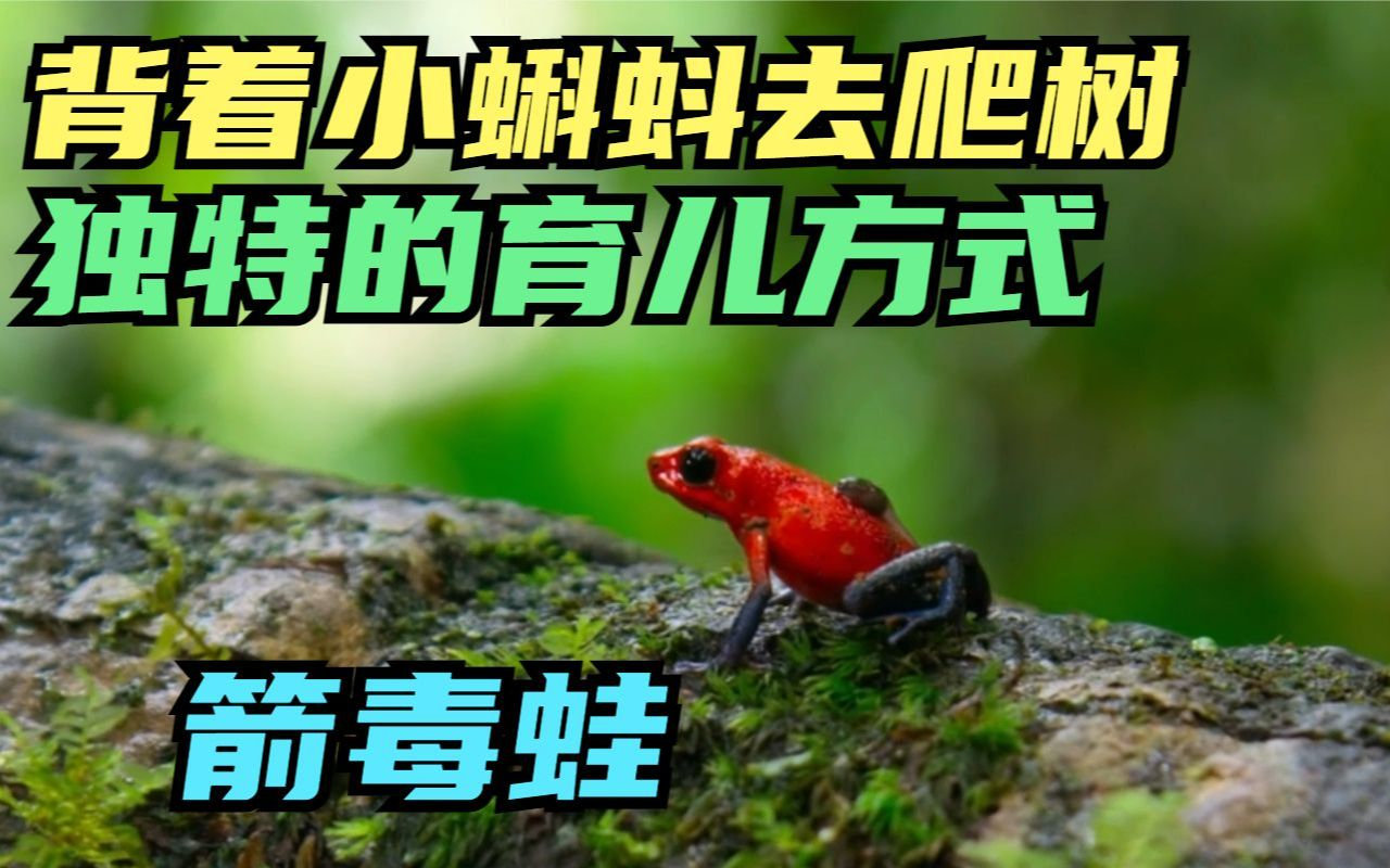 背着小蝌蚪,去爬树的箭毒蛙妈妈,你见过么?太倒霉了它也