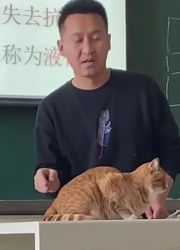 老师上课带橘猫讲“鞭梢效应”,猫咪全程乖巧配合,猫:我是教具哔哩哔哩bilibili