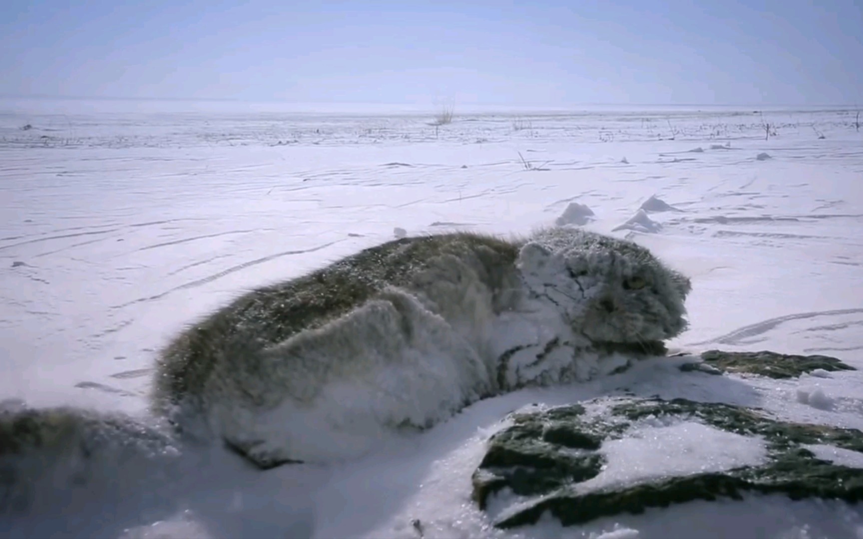 [图]在暴风雪中捕猎的野生兔狲妈妈，它会熟练的变成一块石头。