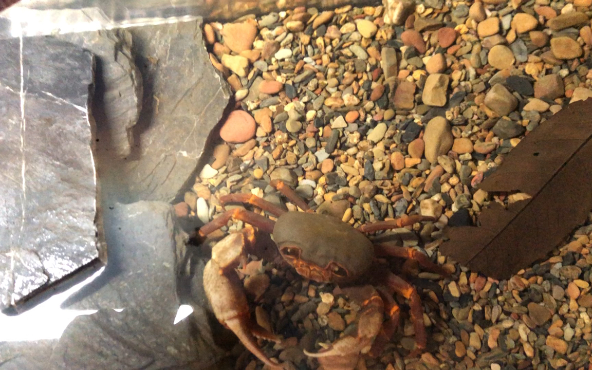 广东南海溪蟹捕食束腰蟹