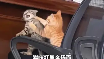 猫咪打架名场面