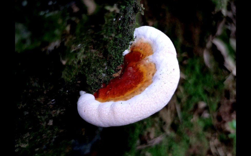 热带灵芝——摄于广州六片山