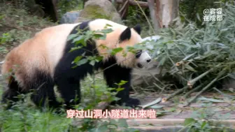 Video herunterladen: 7.4玖菜奶妈为园润备早餐:小苹果、鲜竹叶…润润外出泡澡、穿隧道、吃果果