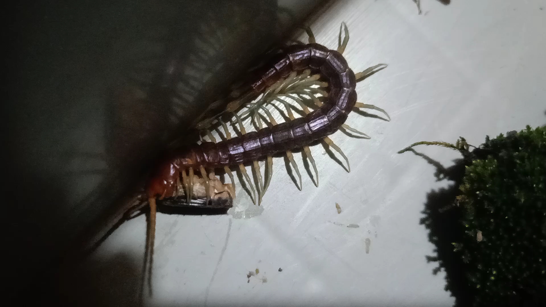 糙耳孔蜈蚣……对蟋蟀的热情