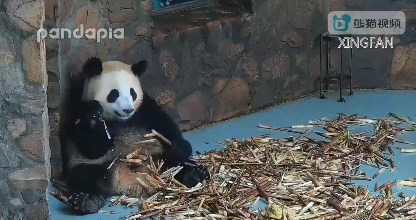 [图]【大熊猫星繁】星繁妹妹加餐增肥