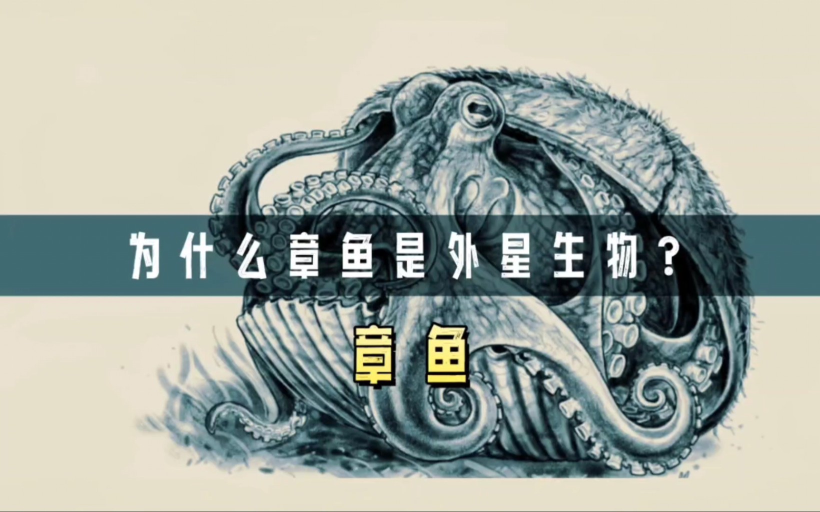 为什么章鱼是外星生物?9颗大脑、3颗心脏还拥有地球上没有的基因哔哩哔哩bilibili