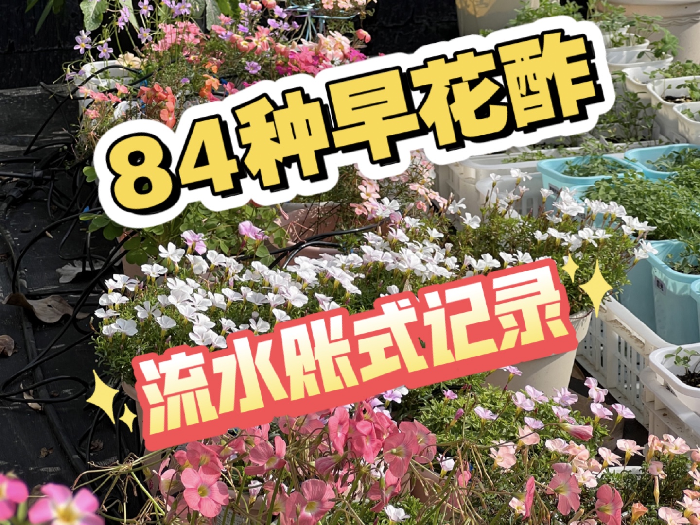 【老蓝的花园】84种早花酢,流水账式记录哔哩哔哩bilibili