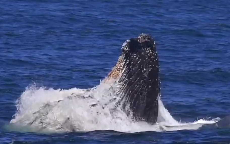 一群虎鲸亲亲抹香鲸