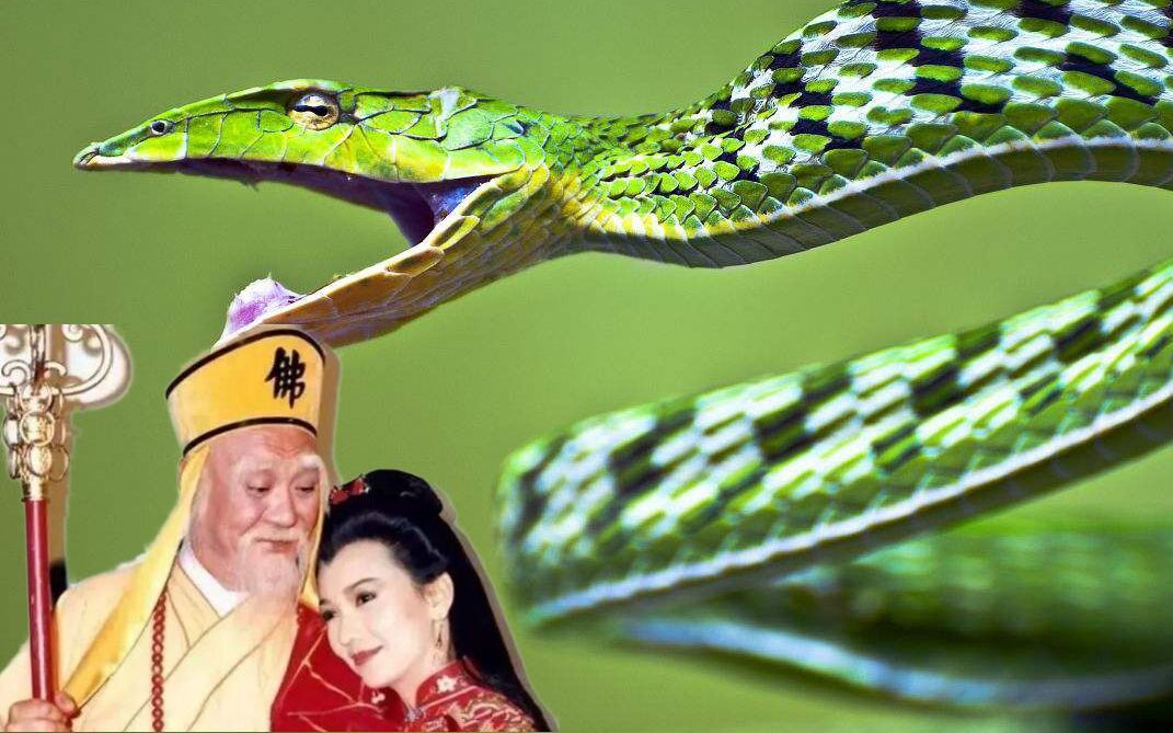 白素贞喝酒变蛇过程图片