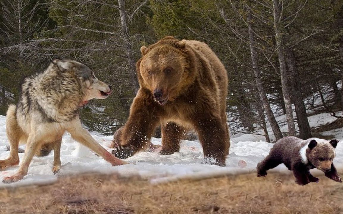 母亲的守护熊妈妈保护着小熊免受狼群的猎食