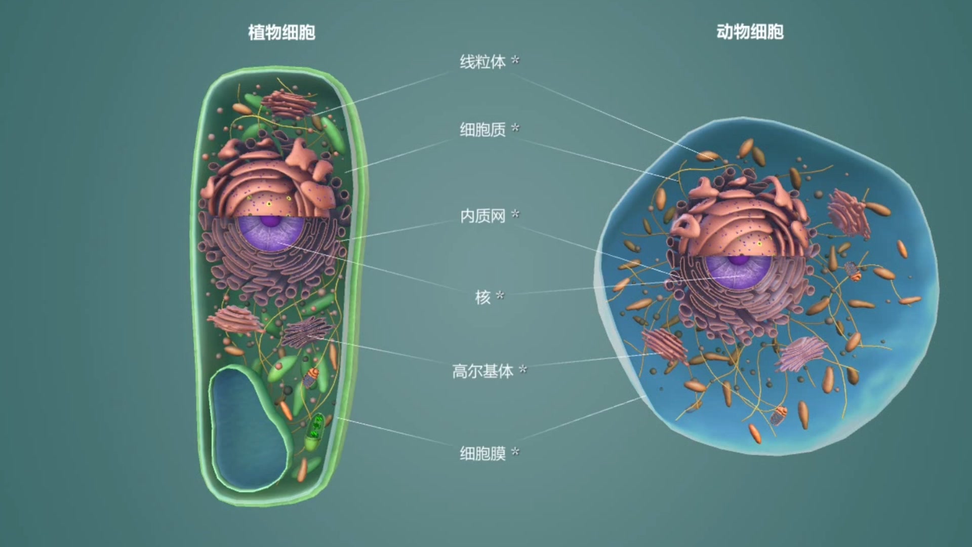 动物和植物细胞 细胞器真核细胞中含有许多细胞器 科普小知识