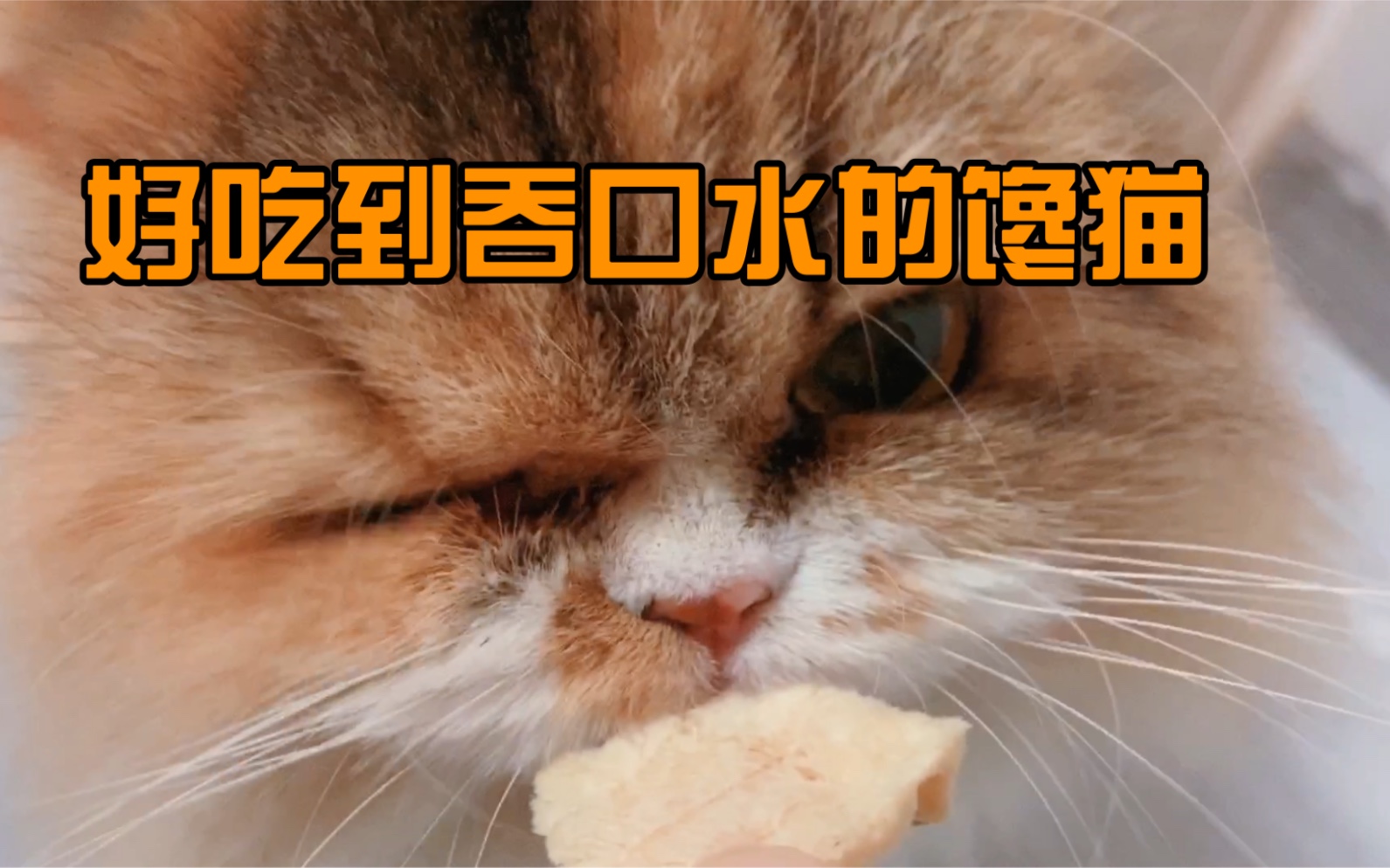 听过小猫咪吞口水的声音吗