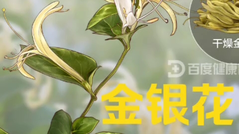 金银花哔哩哔哩bilibili