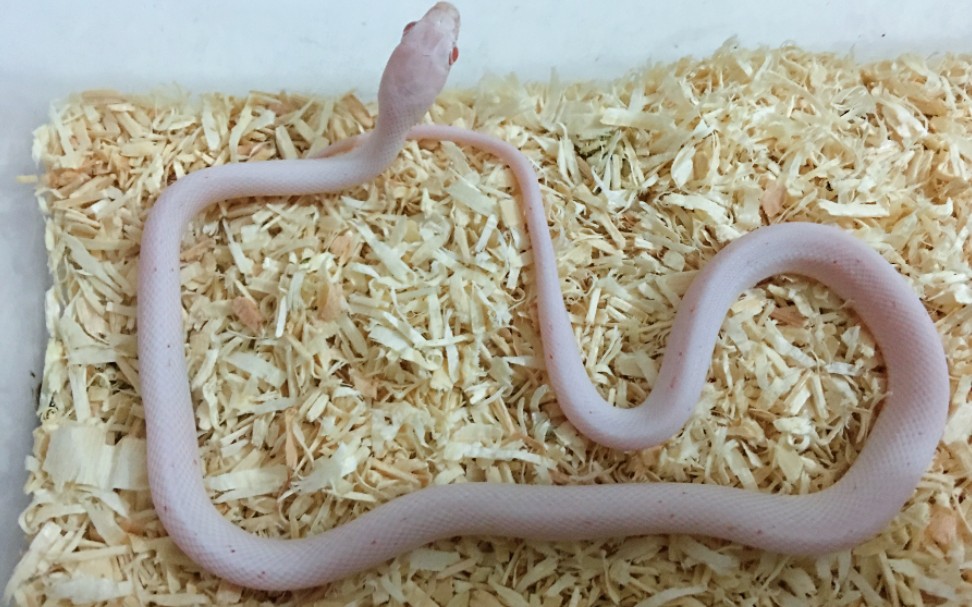 【玉米蛇】这条棕榈怀揣着一颗响尾蛇的心_(:τ」∠)