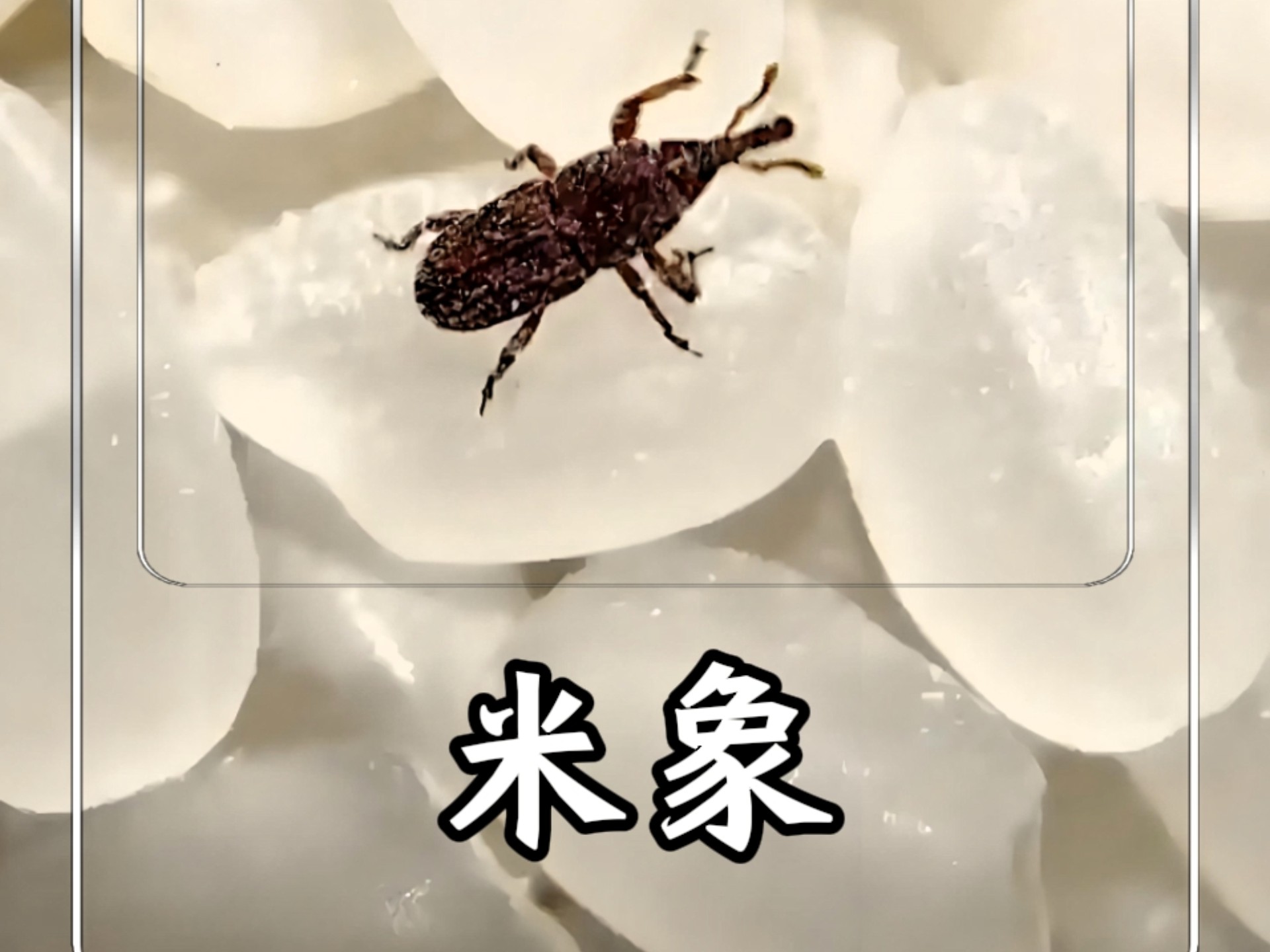 大米里的黑色小虫子你知道它怎么来的吗