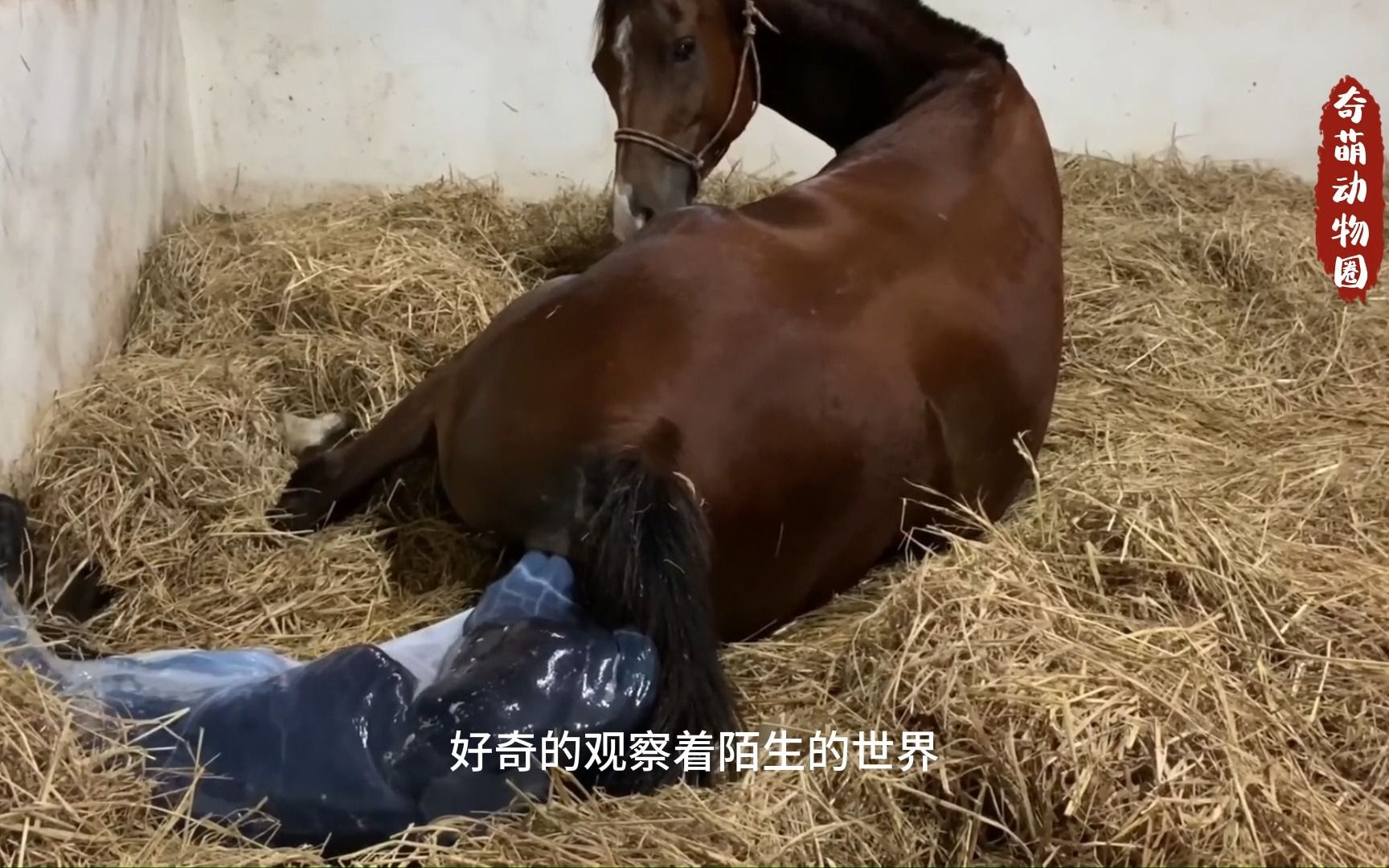 马妈妈冒死分娩,感叹母爱伟大,坚如磐石永世长存