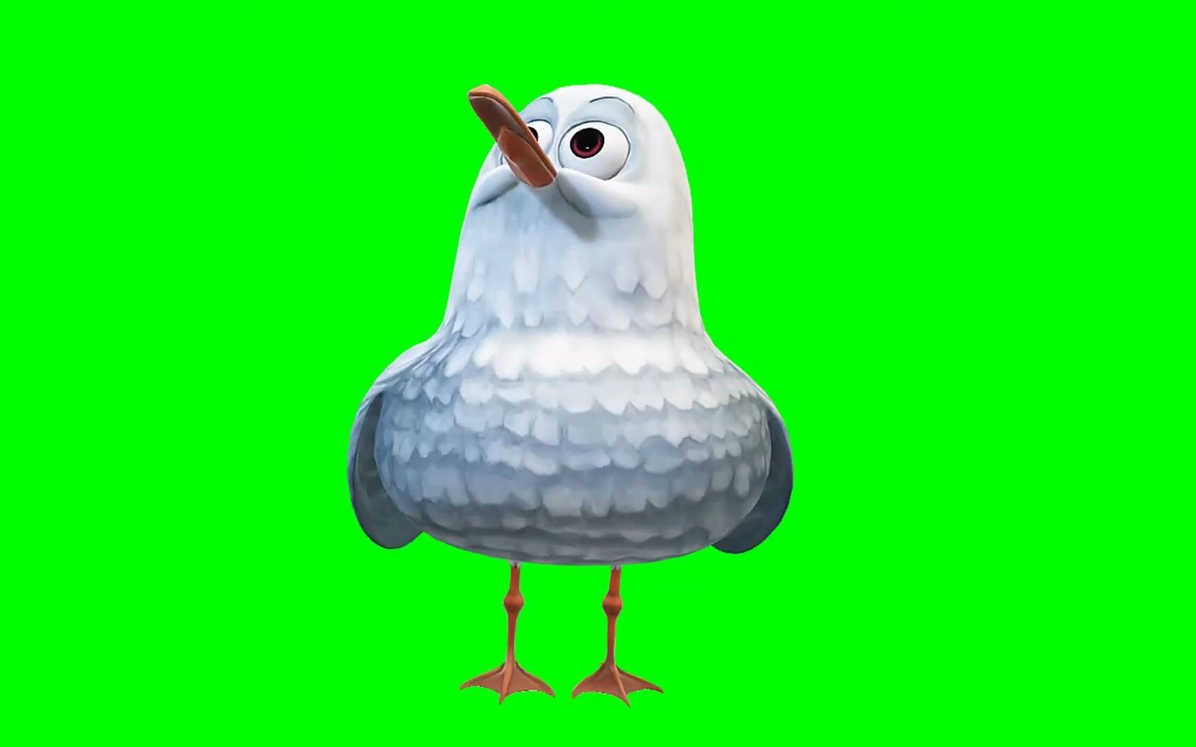 绿幕视频素材海鸥