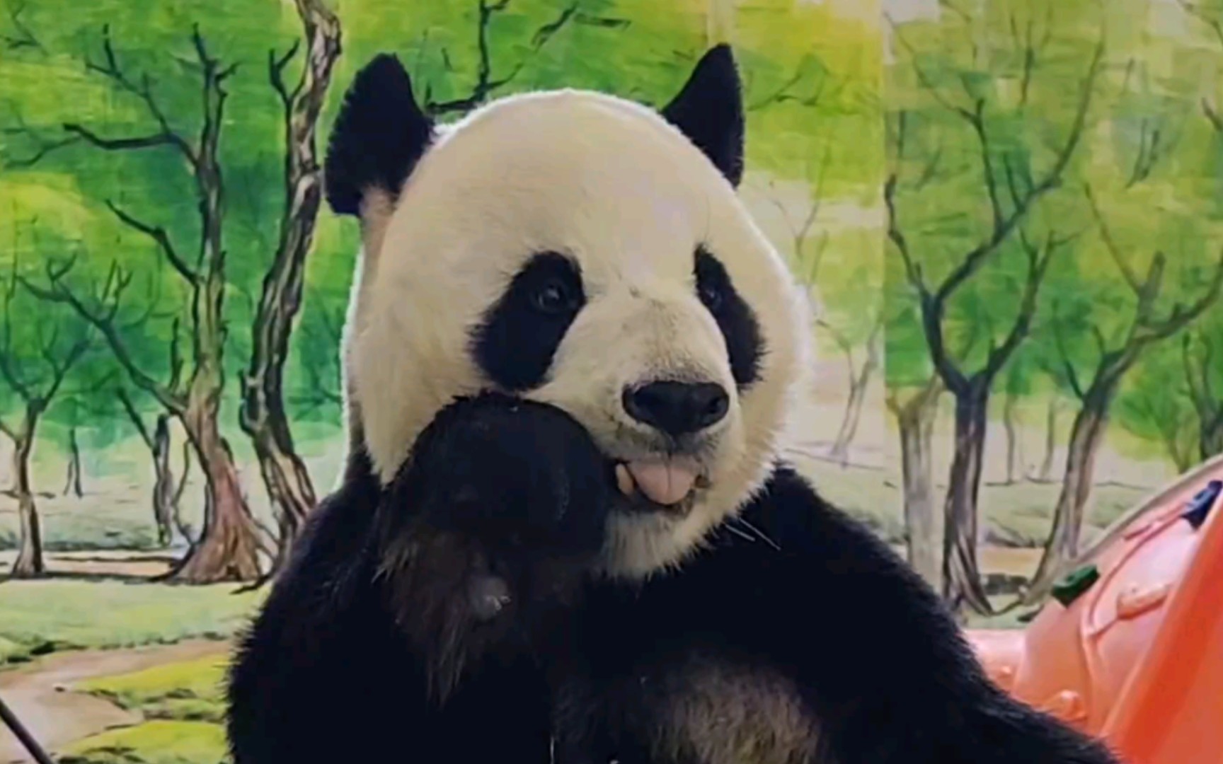 清风,原名酉酉,目前在湖南凤凰中华大熊猫苑,2007年8月24出生,龙欣仔