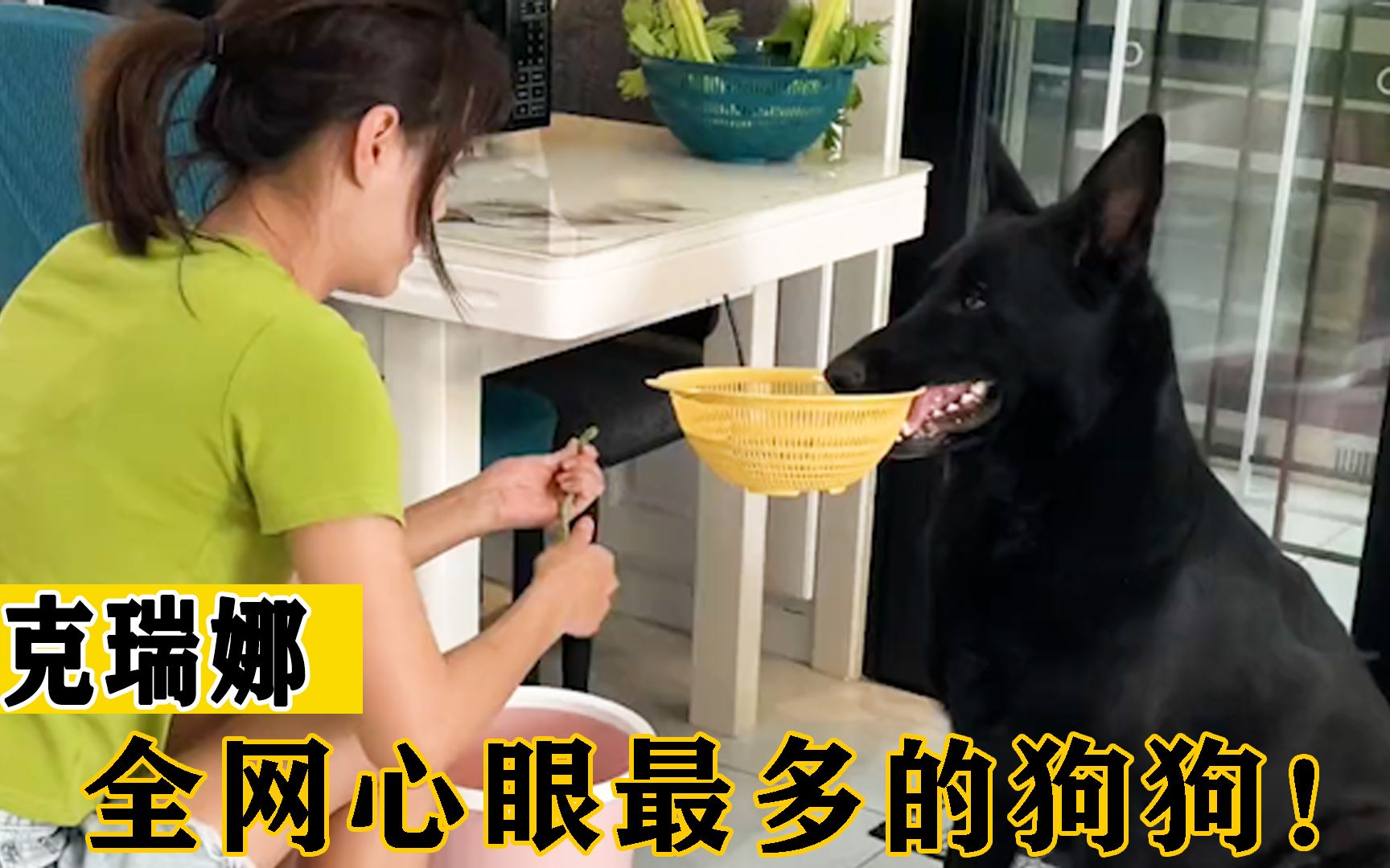 克瑞娜犬图片