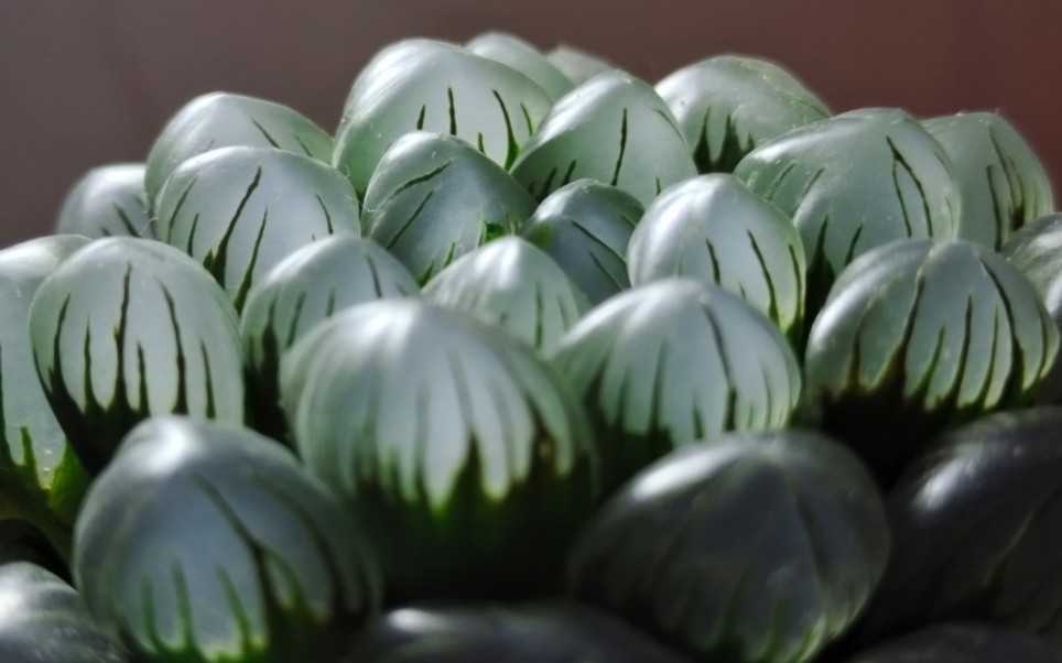 【十二卷属】ob1玉露