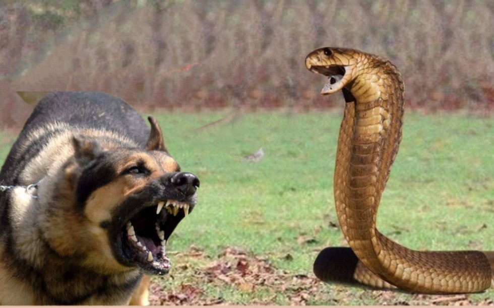 眼镜蛇挑衅狗子惨遭拿捏