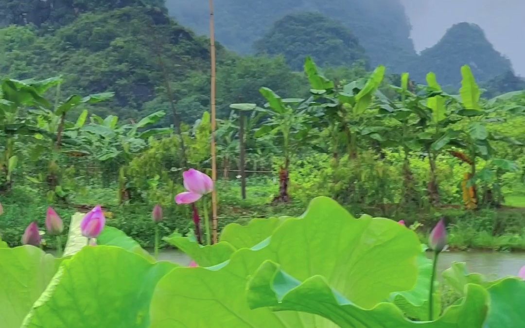 [图]清远旅游，雨后荷花别样美，淡淡荷香扑面来。