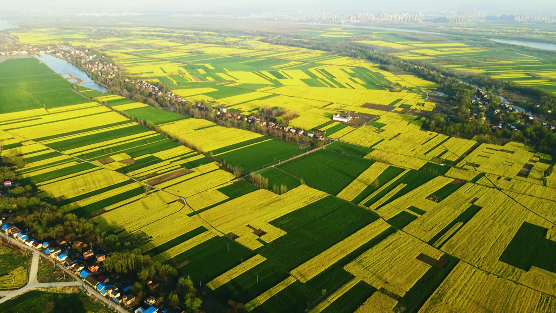 枞阳凤仪洲春天的100种味道,这就是春天的味道