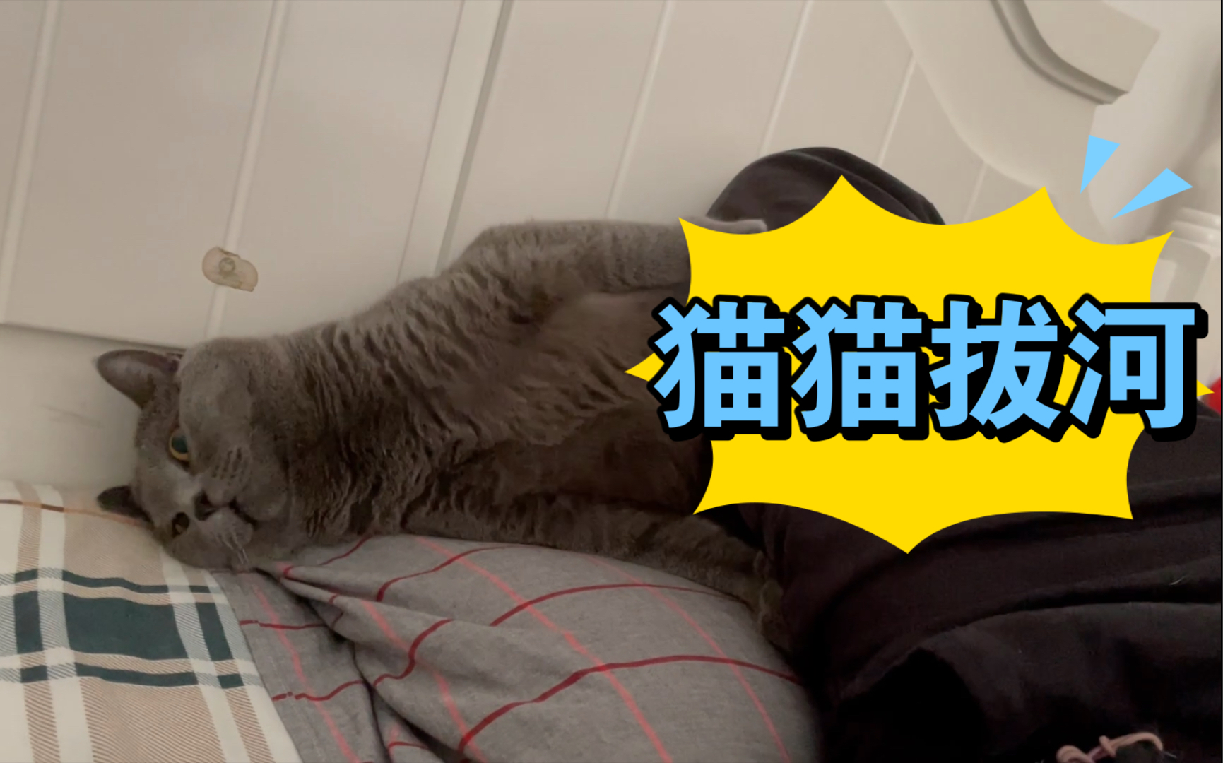 【凑齐禽兽朋友们】猫是怎么从五指山下逃脱的