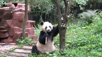 下载视频: 聪明的梵星找到了奶妈藏在树上的小零食！