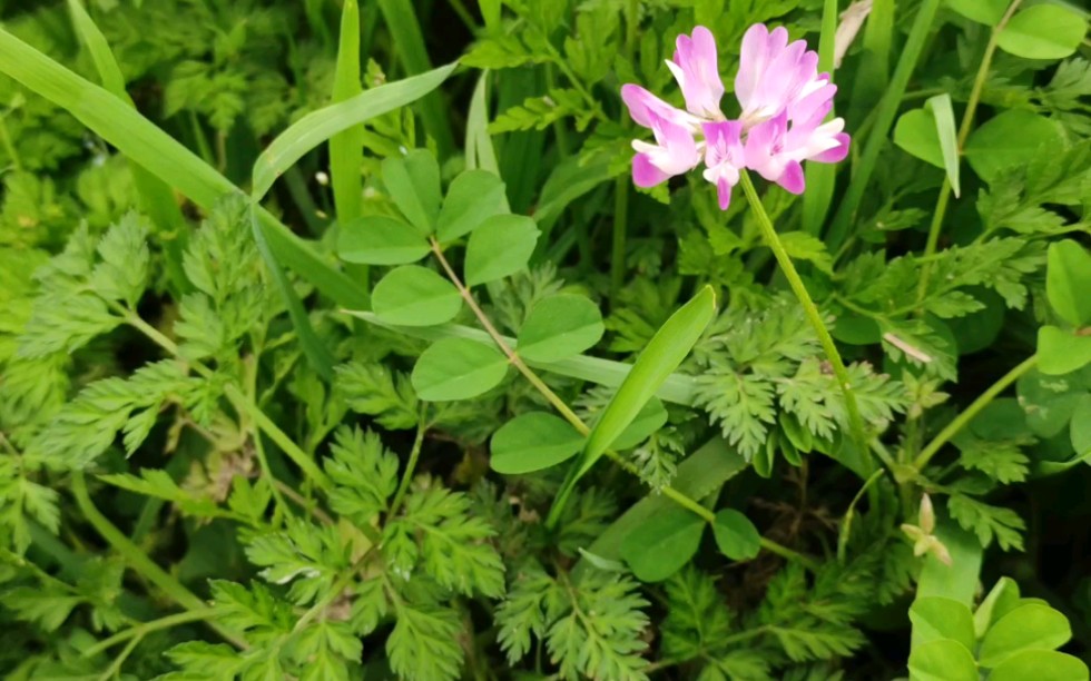 [图]春天，当人们争相观赏油菜花、樱花、桃花之时，田野里的紫云英也悄然绽放在田野中。