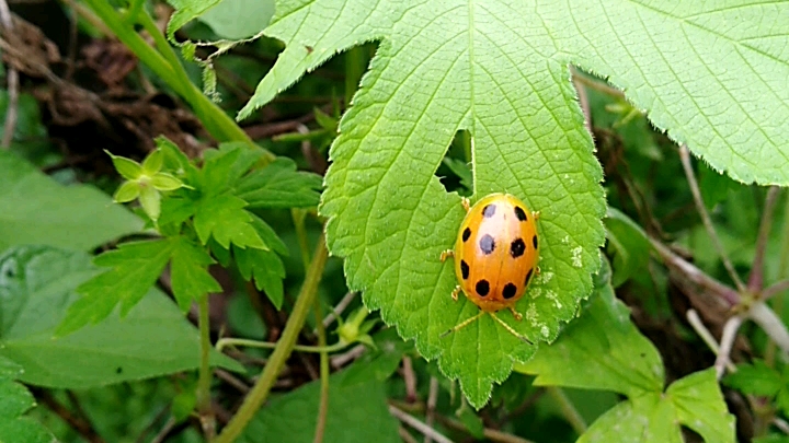 一厘米长的大瓢虫